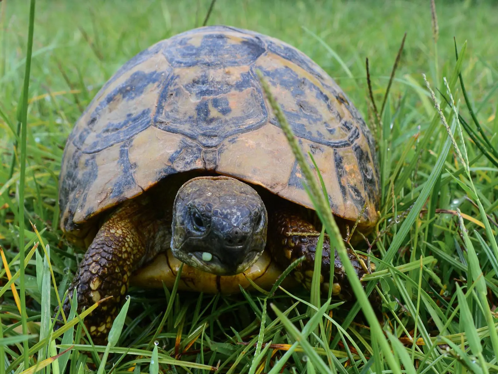 Amphibians and Reptiles