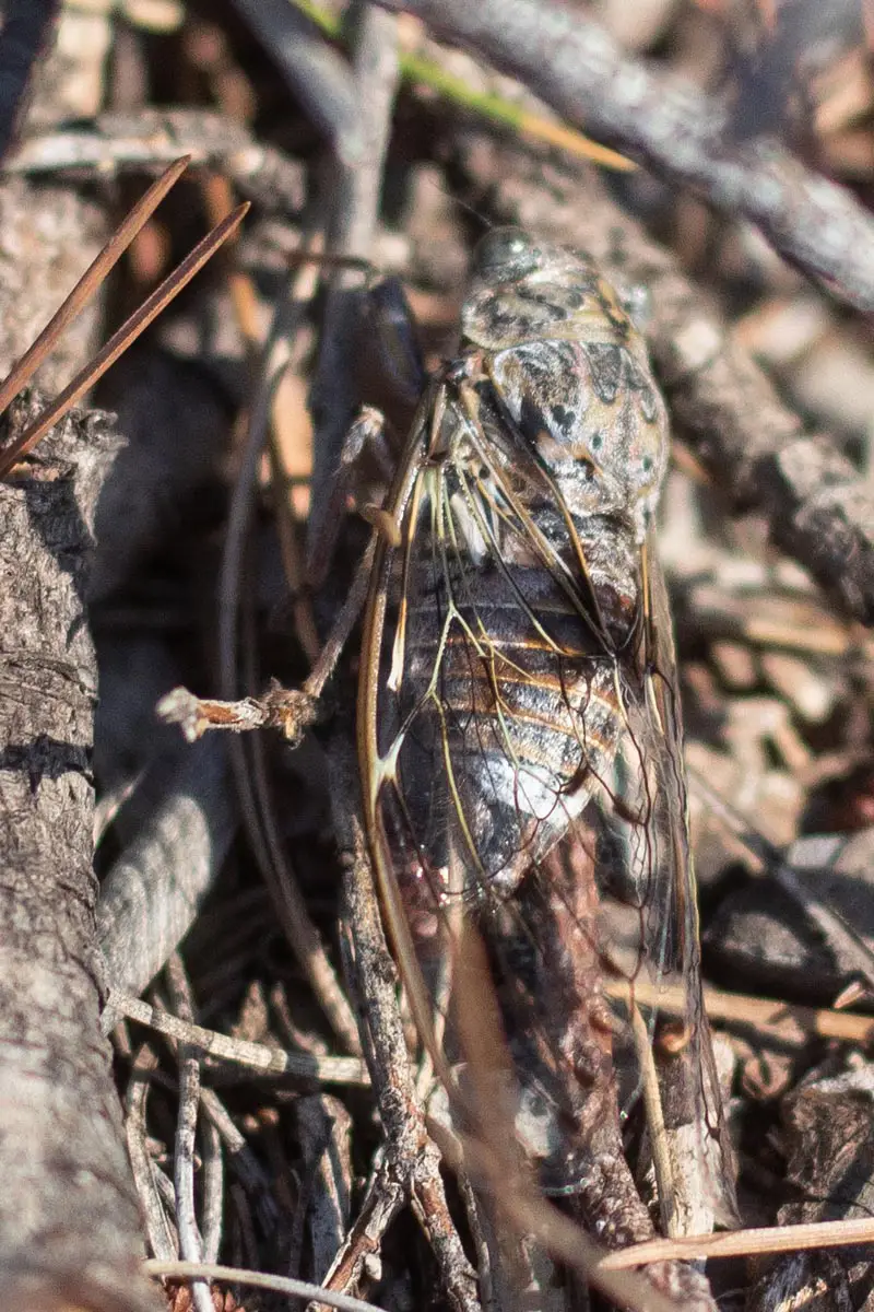 Beetles (Coleoptera and Orthoptera)