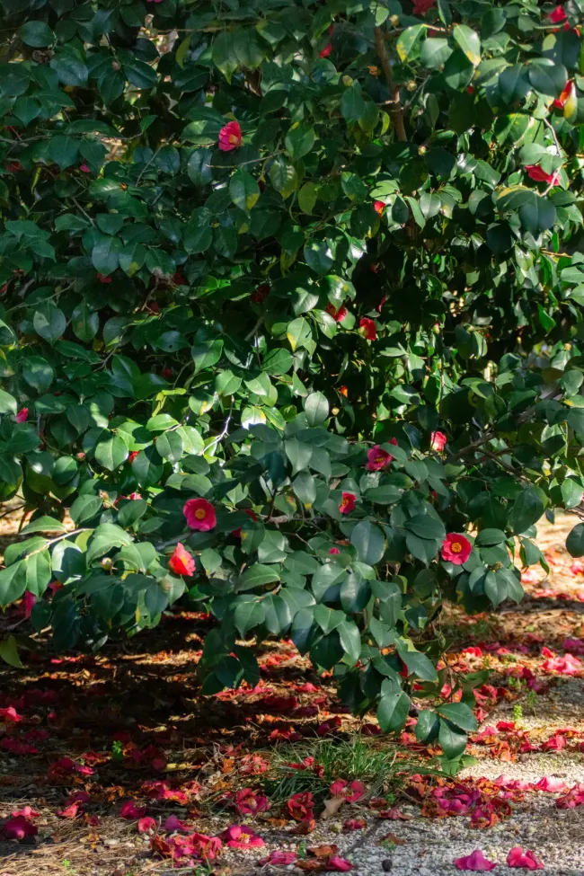 Lokrum botanicki-vrt