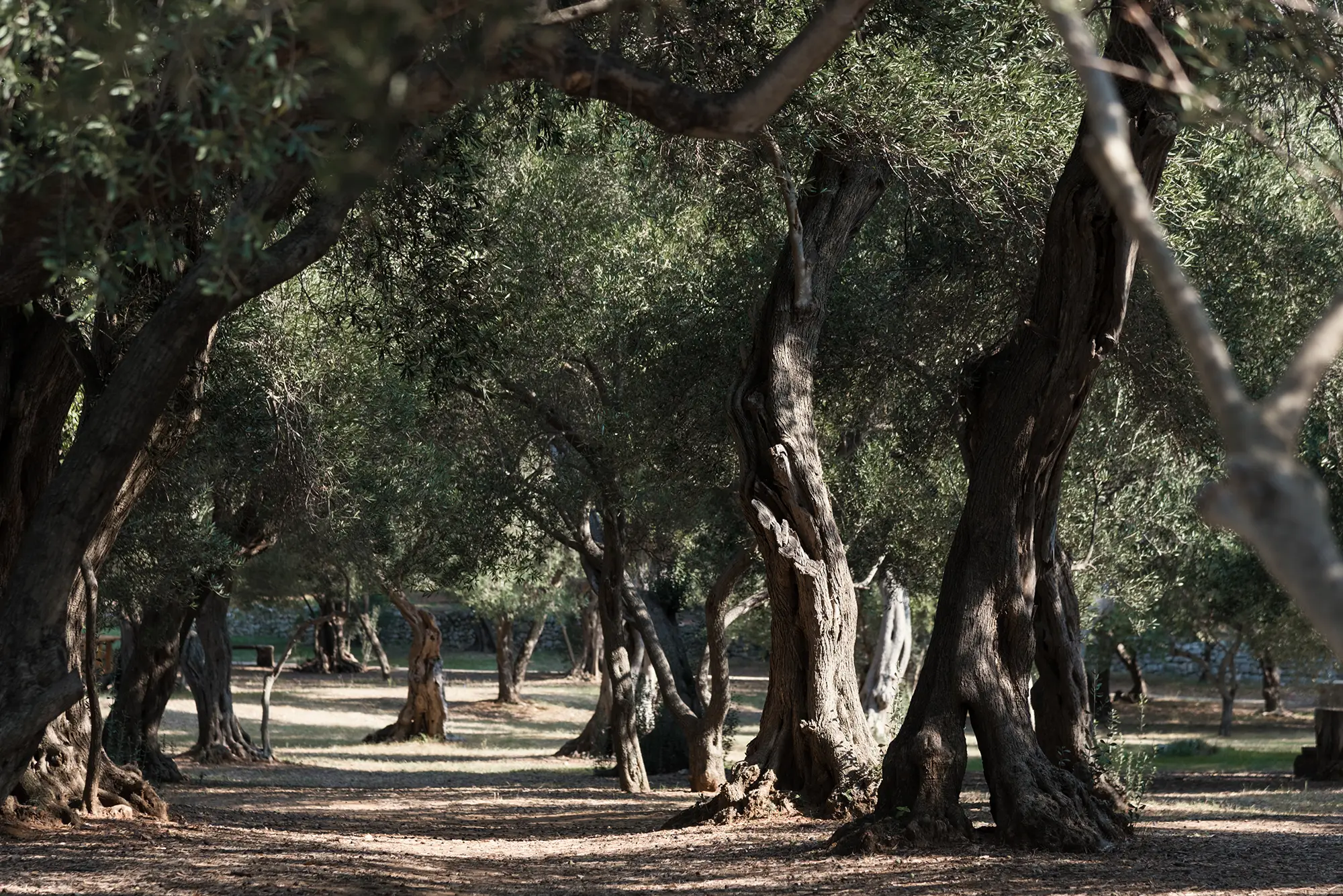 Traditional Olive Groves