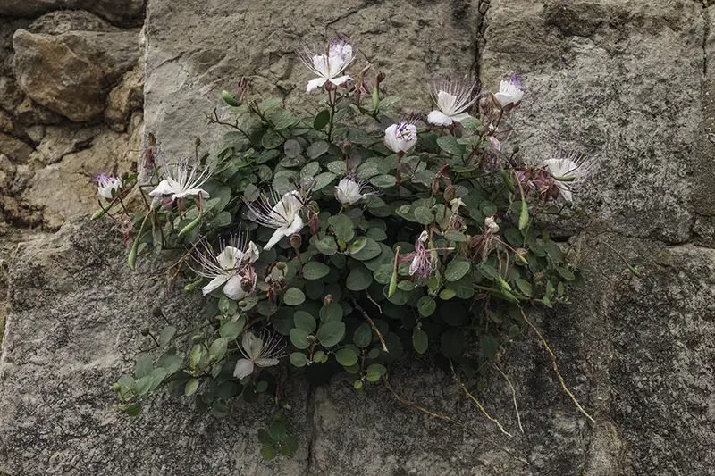 CARBONATE ROCKS WITH CHASMOPHYTIC VEGETATION