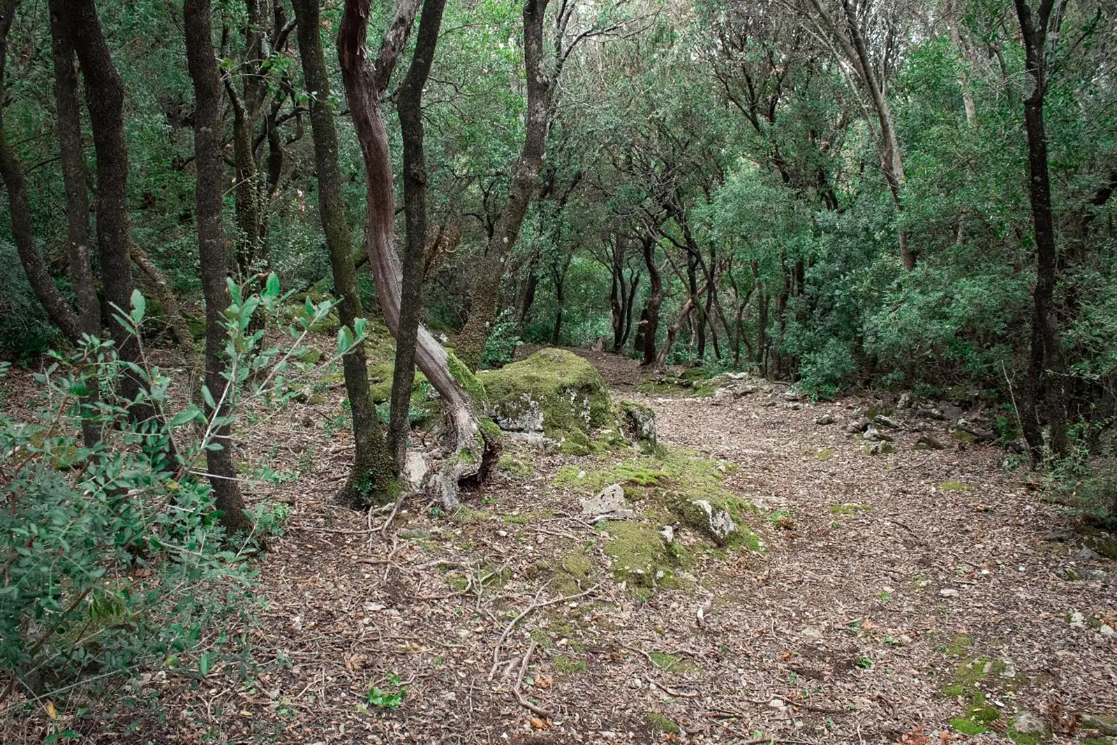 EVERGREEN FORESTS OF THE HOLM OAK (<i>Quercus ilex</i>)