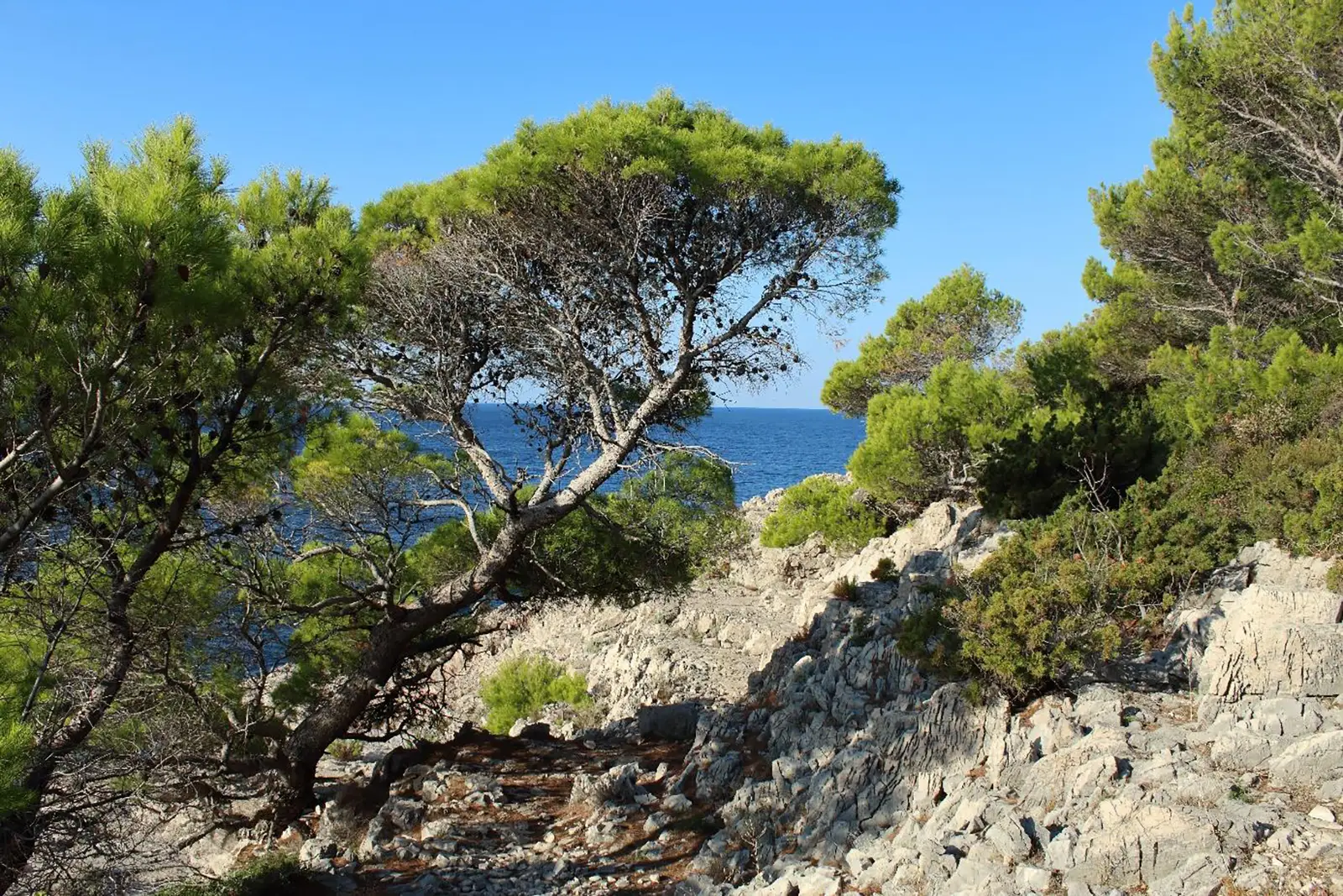 MEDITERRANEAN FORESTS OF ENDEMIC PINES