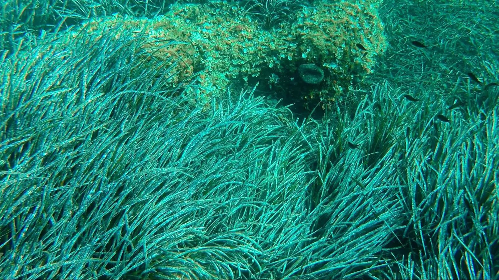POSIDONIA BEDS (<i>Posidonion oceanicae</i>)