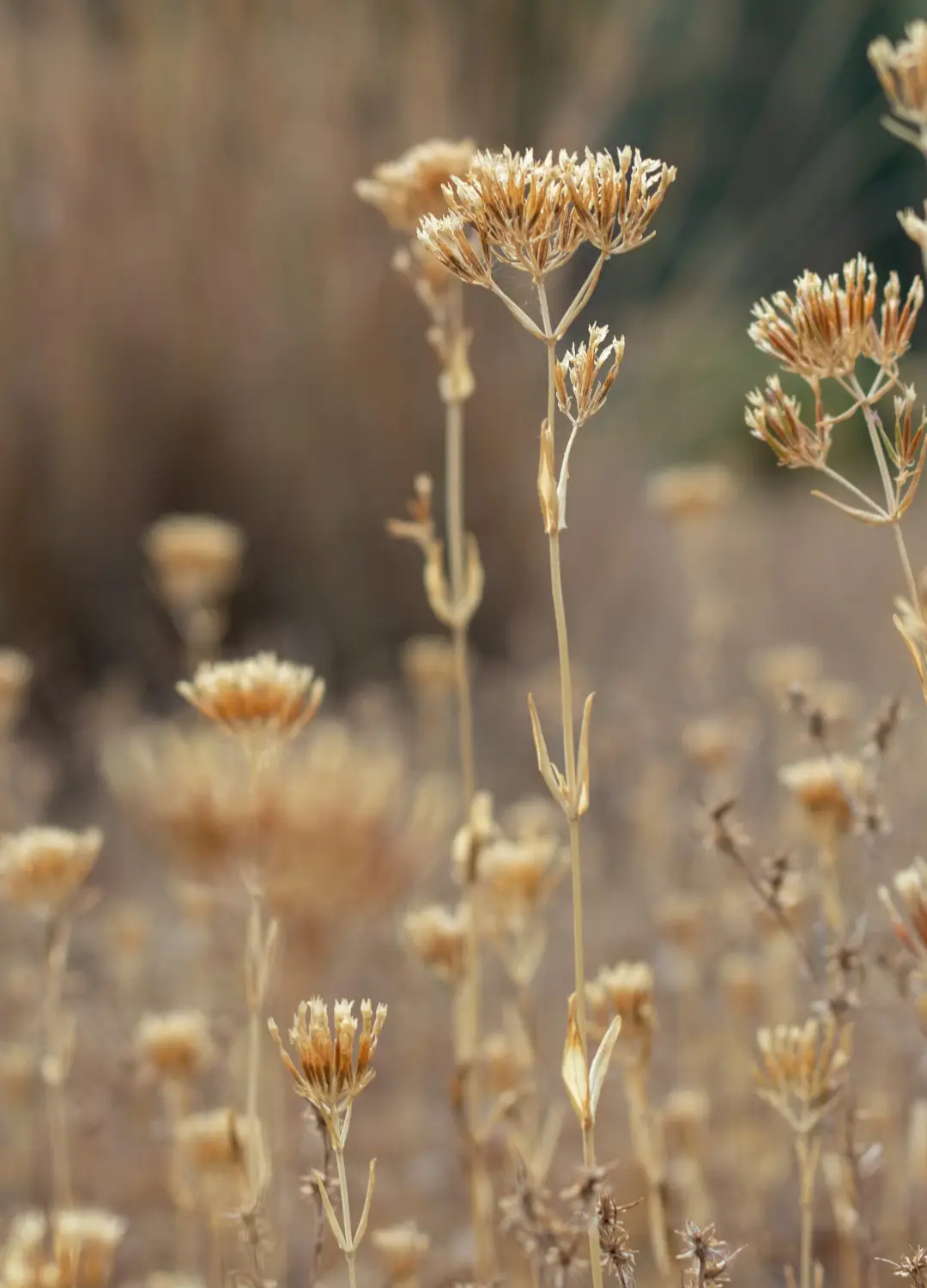 EUMEDITERRANEAN GRASSLANDS (<i>Thero – Brachypodietea</i>)