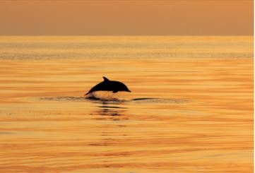 Na Lokrumu otvorena  izložba „bioraznolikost u fotografiji“