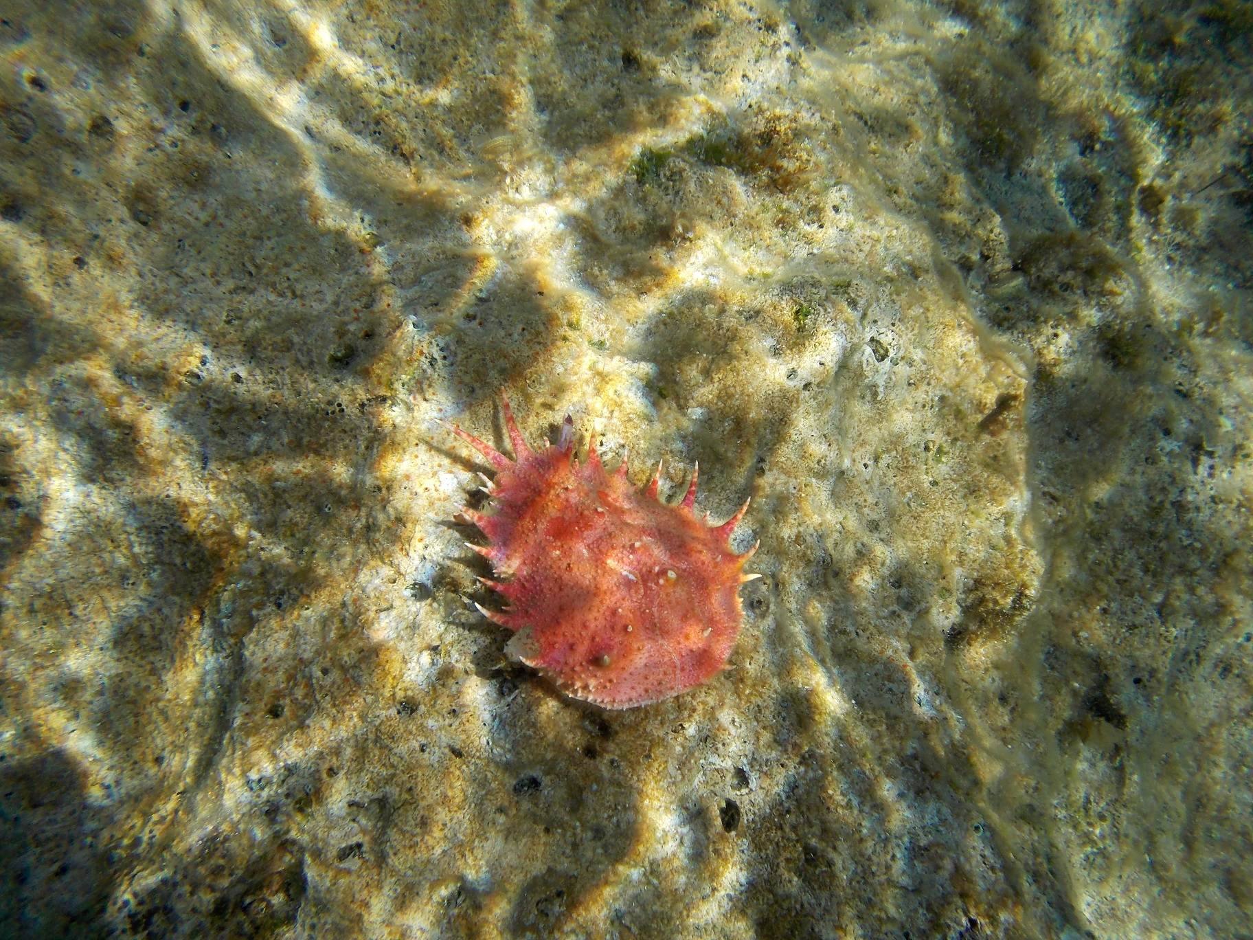 Rezervat Lokrum dobio zahvalnicu