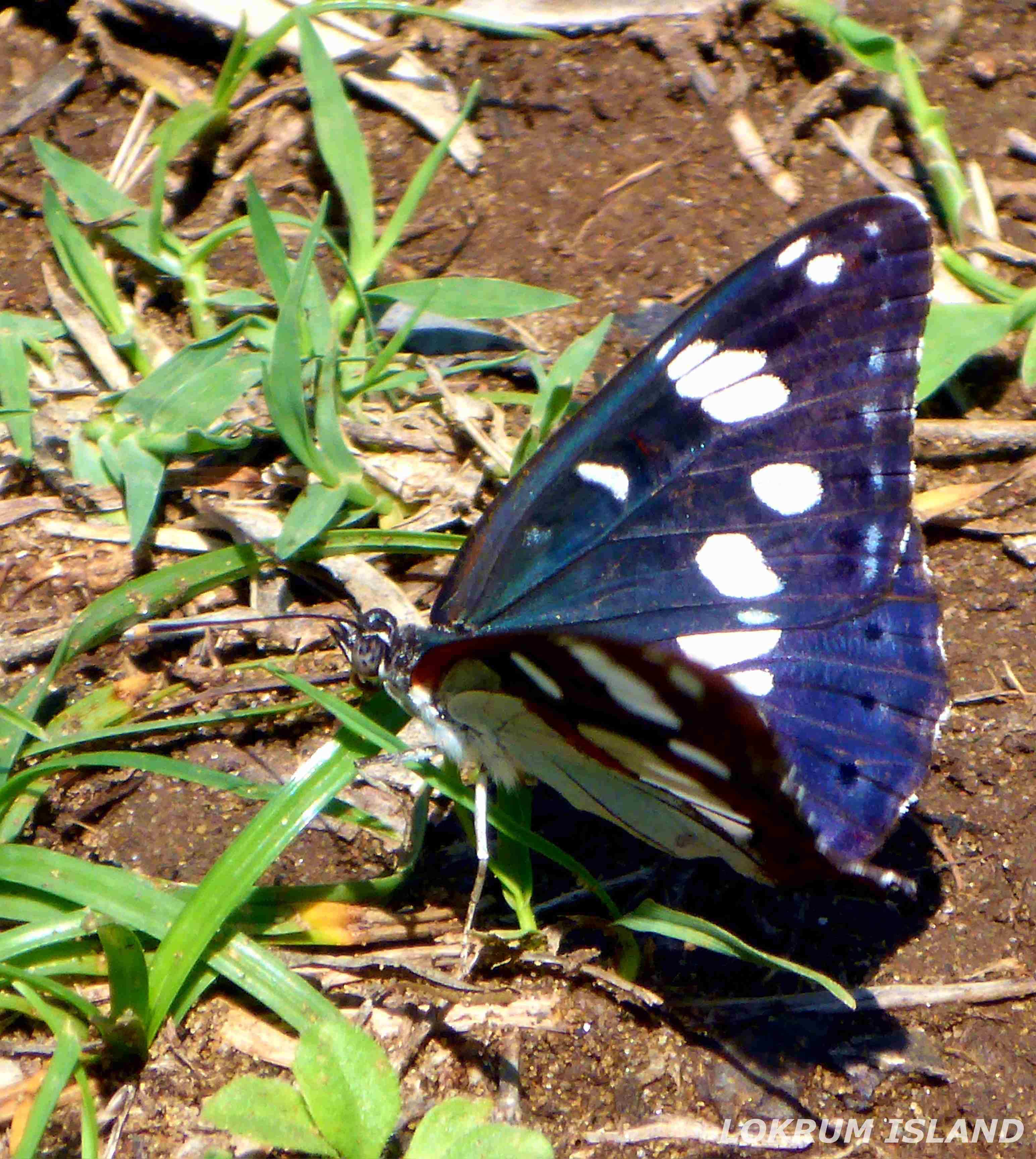 The most beautiful Croatian butterflies flying on Lokrum Island