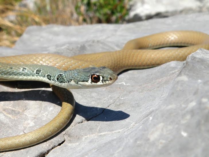 Dahl's whip snake – strictly protected and non-poisonous species