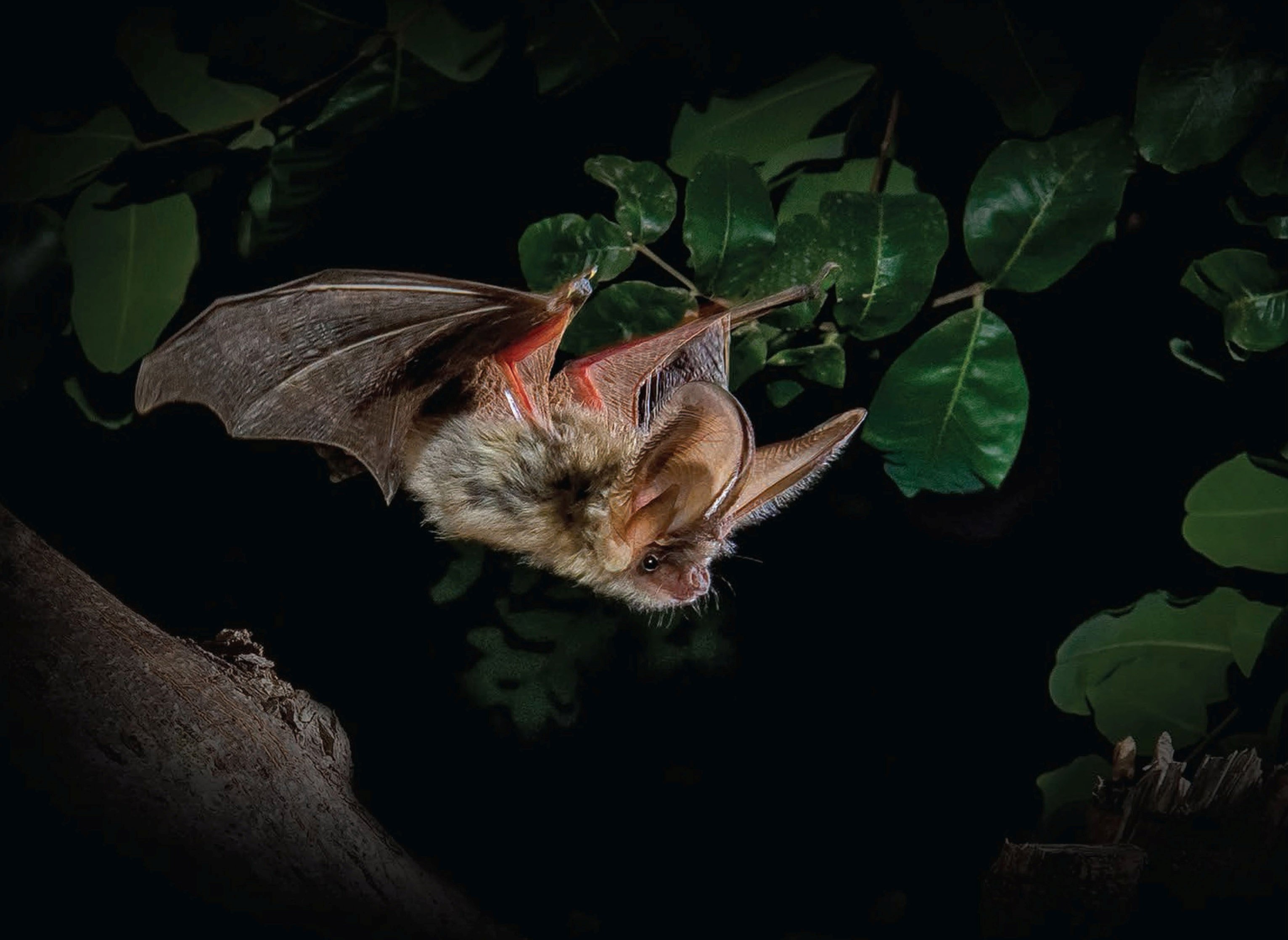 Technologies in biology: bats